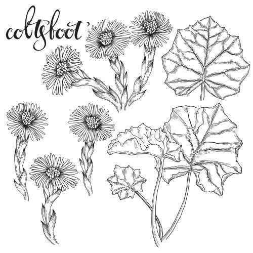 Vektorgrafik blumen und blätter der mutter-und-stiefmutter, schwarze konturen auf weißem