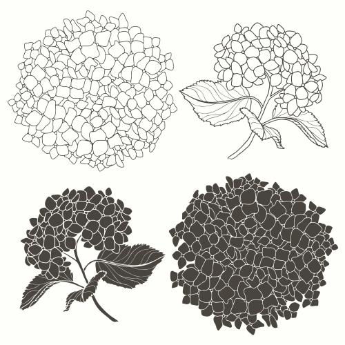 Hortensie. Vektor Hortensienblüten auf weißem, vier verschiedene monochrome Varianten