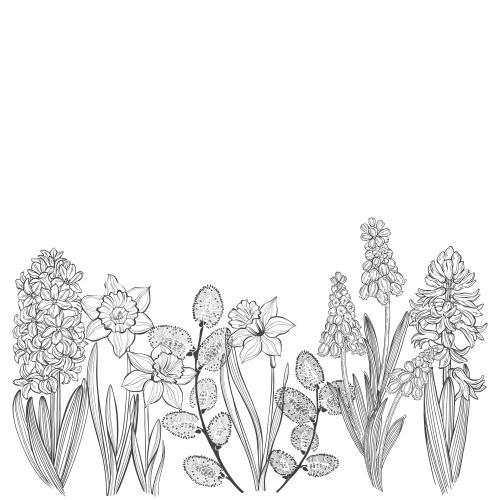Narzisse. Vektor Frühjahrsblumen: Muscari, Hyazinthen, Narzissen und Weidenzweige, Platz für Text auf weißem