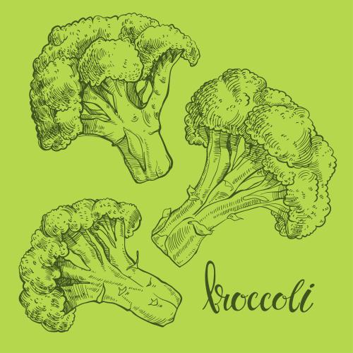 Brokkoli. Vektor Brokkoli, drei Varianten auf grünem