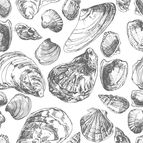 Vektorgrafik muscheln auf weißem, sketch