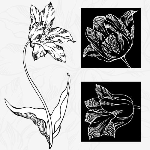 Tulpe. Vektor Tulpenblüte und zwei Fragmente in schwarzen Quadraten