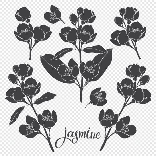 Jasmin. Vektor blühender Jasmin, schwarze Silhouetten