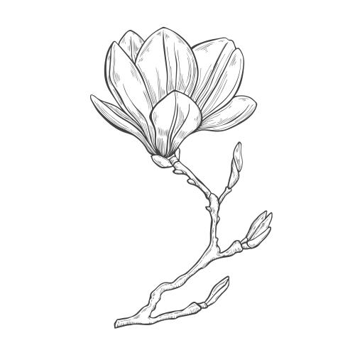 Vektorgrafik magnolienblüte auf weißem