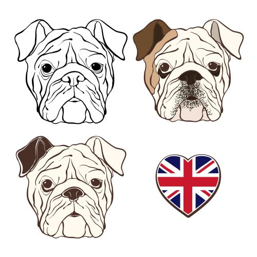 Englische. Vektor englischer Bulldog, drei Varianten und die Flagge Großbritanniens in Form eines Herzens