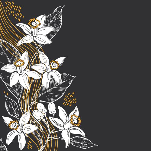 Neroli. Vektor Neroli-Blumen, Wellenlinien, Platz Für Text Auf Schwarzem