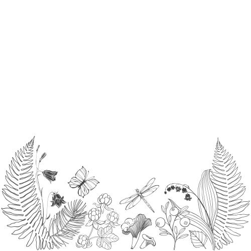 Kranbeere. Vektor Farnblätter, Kuckucksblumen, Lilien, Tannenzweig, Lisichens, Moorbeere, Kranzbeere, Schmetterling, Libelle, Platz Für Text Auf Weiß