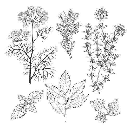 Vektorgrafik aromatische küchenkräuter: thymian, lorbeer, rosmarin, petersilie, kümmel, basilikum auf weißem