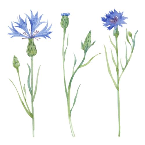 Kornblume. Vektor kornblumen mit Knospen und Blättern drei Blumen auf weißem