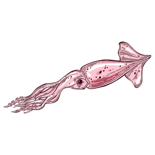 Vektorgrafik tintenfisch auf weißem