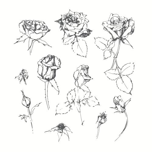 Rose. Vektor Rosen, isolierte Sketch-Elemente auf weißem