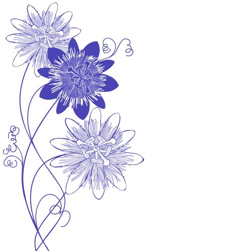 Passionsblume. Vektor Passionsblume, violetten Silhouetten und Konturen, Platz für Text auf weißem