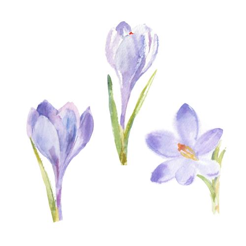 Krokus. Vektor Wasserfarbenkrokusse, drei Blumen auf dem Weißen