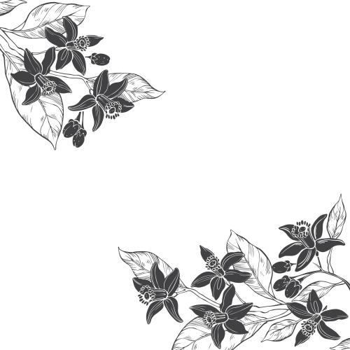 Neroli. Vektor NeroliBlumen, Textplatz auf weissem, eckige Komposition