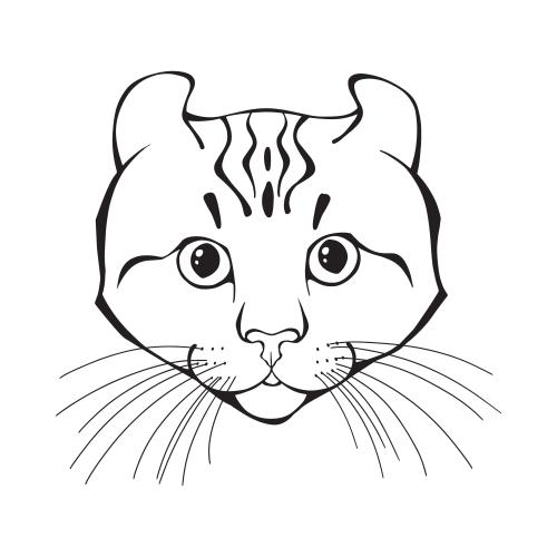 American curl. Vektor amerikanischer Curl, süßes Gesicht auf weißem