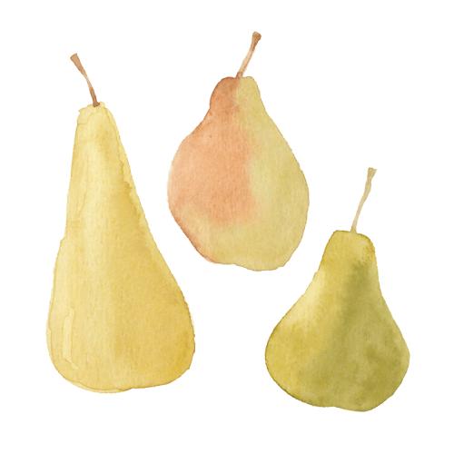Frucht. Vektor drei Birnen auf weißem
