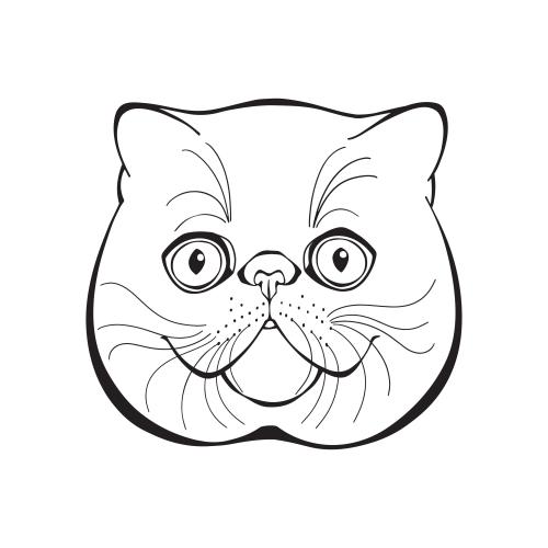 Exotic shorthair. Vektor exotische Katze, hübsches Gesicht auf weißem
