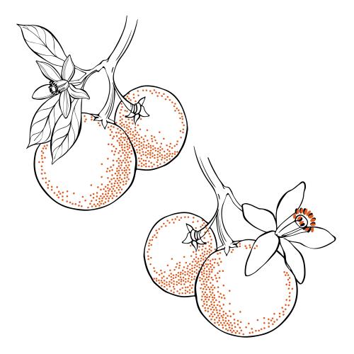 Zitrusfrucht. Vektor neroliBlumen Orangen auf weißem