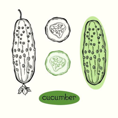 Gemüse. Vektor Gurke, vier verschiedene Elemente auf weißem