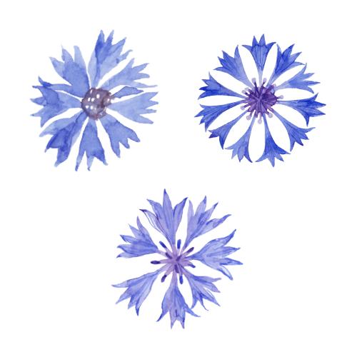 Kornblume. Vektor Kornblumen, drei verschiedene Blumen auf weißem