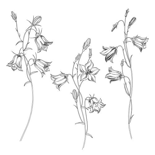 Vektorgrafik kolokolchen, drei blumen auf weißem