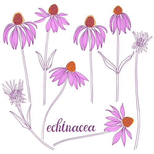 Vektorgrafik echinacea, blumen auf weißem
