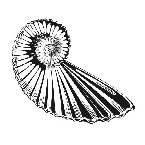 Vektorgrafik muschel auf weissem