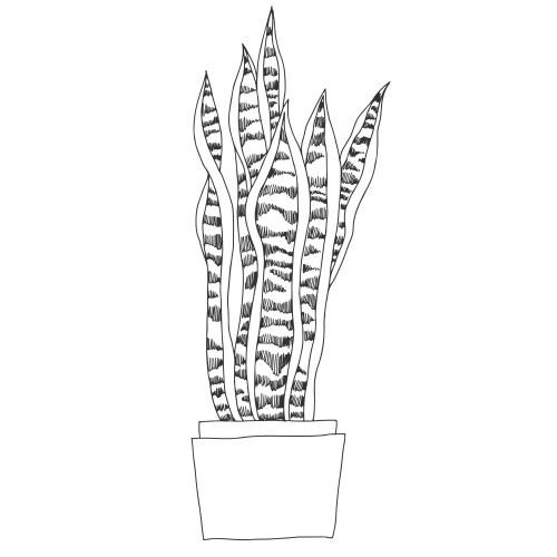 Gegenstand. Vektor Sansevieria, Zimmerpflanze auf weißem Skizze