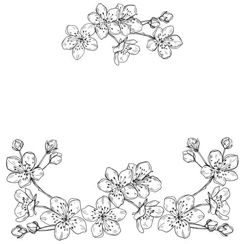Knospe. Vektor Kirschblüten mit Knospen Textplatz auf weißem