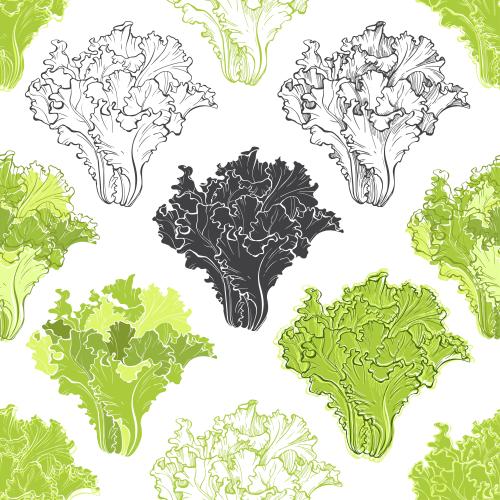 Salat. Vektor Salat, farbige, monochrome Silhouetten und Konturen von Blättern auf weißem