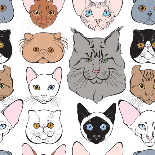Vektorgrafik süße farbige katzen-gesichter verschiedener rassen auf weißem