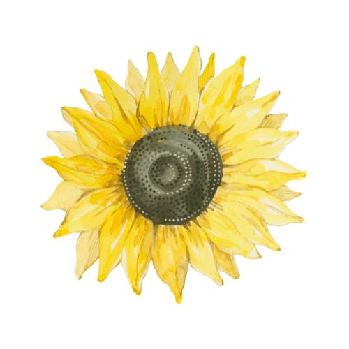 Sonnenblume. Vektor blume der Sonnenblume auf weißem