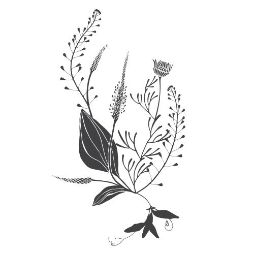 Vektorgrafik botanische komposition, pastorssack, gänseblümchen, kamille auf weißem