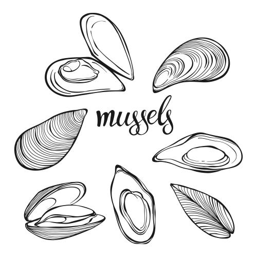 Miesmuschel. Vektor Muscheln, Variationen auf weiß