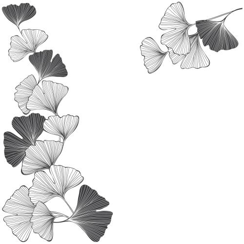Ginkgo biloba. Vektor Ginkgo-Biloba, Konturen und Silhouetten, Textfeld auf weißem