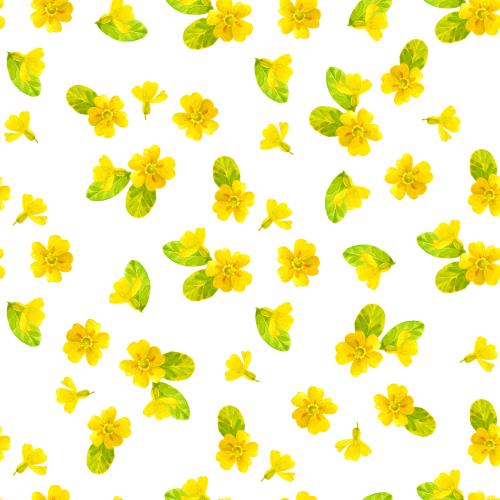 Rasterbild primel, aquarellblumen auf weißem