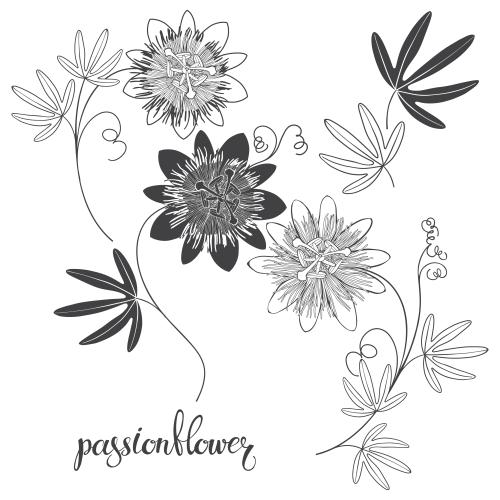 Passionsblume. Vektor Passionsblume, Blüten und Blätter auf weißem
