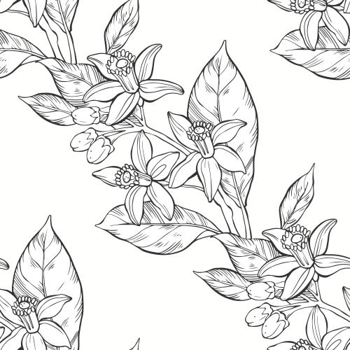 Neroli. Vektor Neroli auf weissem