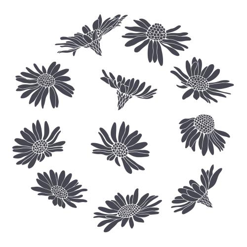 Vektorgrafik margeriten, verschiedene varianten, silhouetten auf weißem