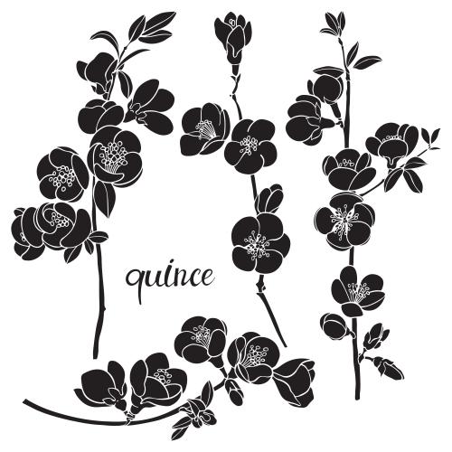Japanische quitte. Vektor japanische Blütenquince, Zweige mit Blumen, schwarze Silhouetten auf weißem