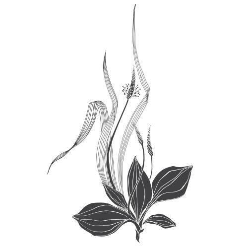 Vektorgrafik botanische komposition mit grashalmen und gänseblümchen auf weißem