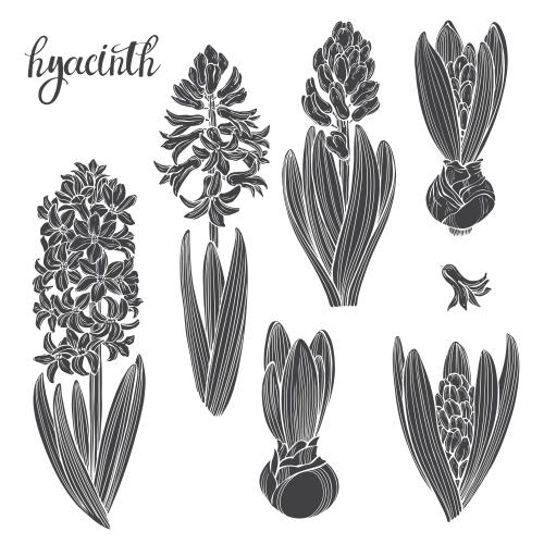 Hyazinthe. Vektor Hyazinthen, schwarze Silhouetten auf weiß