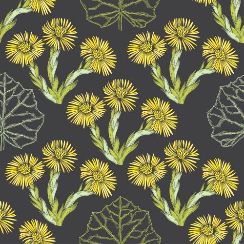 Huflattich. Vektor blumen und Blätter der Mutter-und-Stiefmutter, farbige Silhouetten und Konturen auf schwarzem