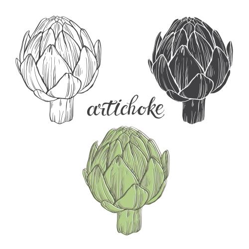 Artischocke. Vektor Artischocken, drei Varianten auf weißem