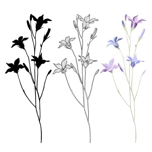 Glockenblume. Vektor Glockenblumen, farbige und schwarze Silhouetten, Konturen auf weißem