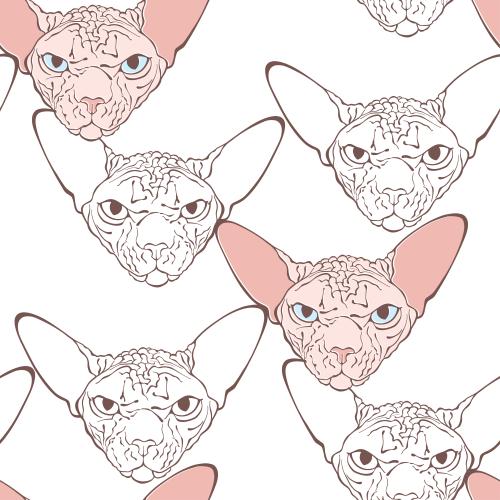 Kanadische sphynx. Vektor kanadischer Sphynx, farbige Gesichter auf weißem