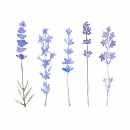 Vektorgrafik lavendel auf weißem, fünf verschiedene varianten
