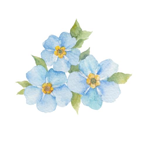 Vergissmeinnicht. Vektor Aquarell-Vergissmeinnicht auf weißem