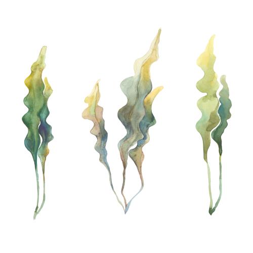 Rasterbild aquarellalgen, variationen auf weiss