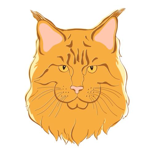 Maine coon. Vektor maine Coon Farbige Silhouette des Gesichts auf weißem